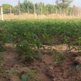 Sviluppo dell'Africa con l'Africa: imprenditoria agricola
