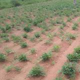 Al lavoro per gli orti di villaggio